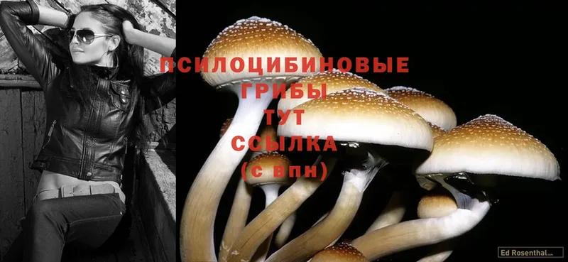 Псилоцибиновые грибы Psilocybine cubensis  Иннополис 